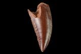 Serrated, Raptor Tooth - Real Dinosaur Tooth #142590-1